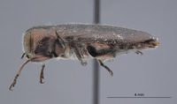 Chrysobothris grindeliae image
