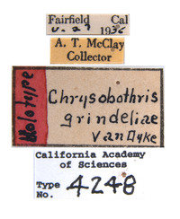 Chrysobothris grindeliae image