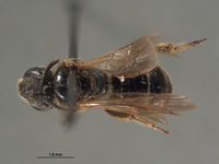 Halictus allonotus image