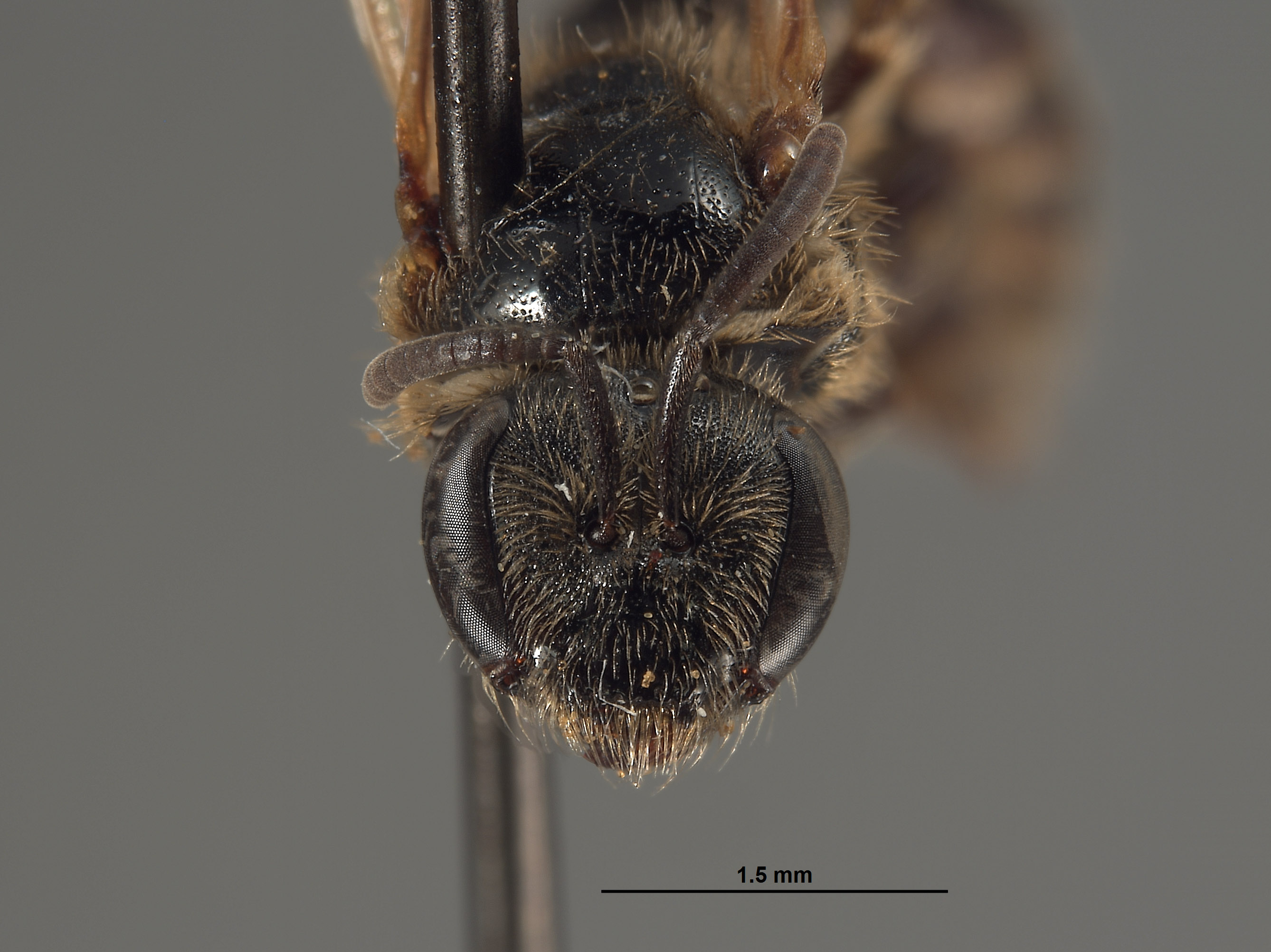 Halictus allonotus image