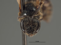 Halictus allonotus image