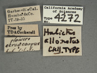 Halictus allonotus image