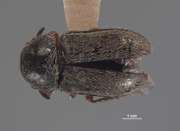 Eudasytes sinuatus image