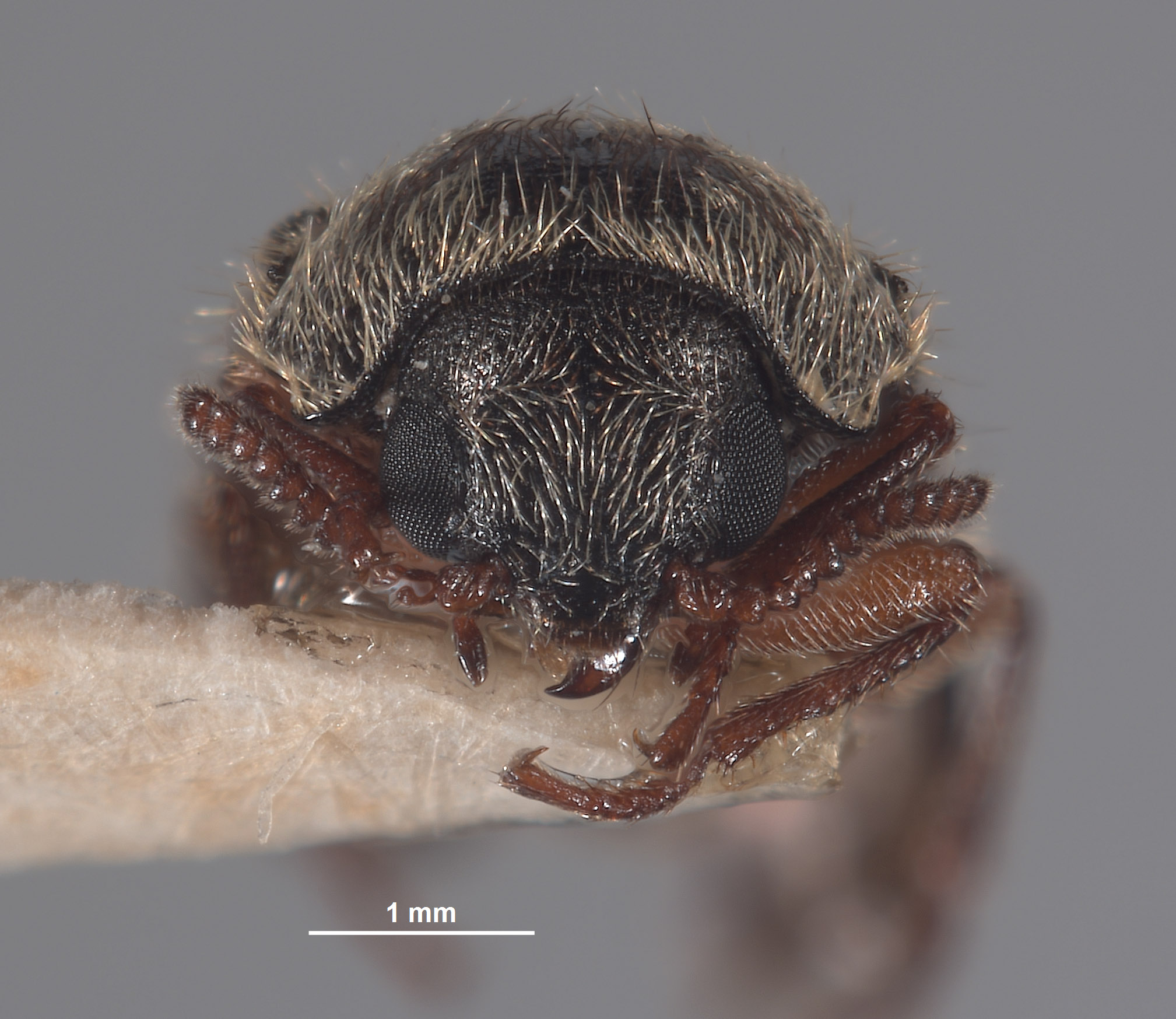 Eudasytes sinuatus image