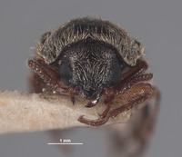 Eudasytes sinuatus image