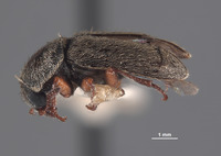 Eudasytes sinuatus image