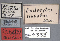 Eudasytes sinuatus image