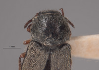 Eudasytes sinuatus image