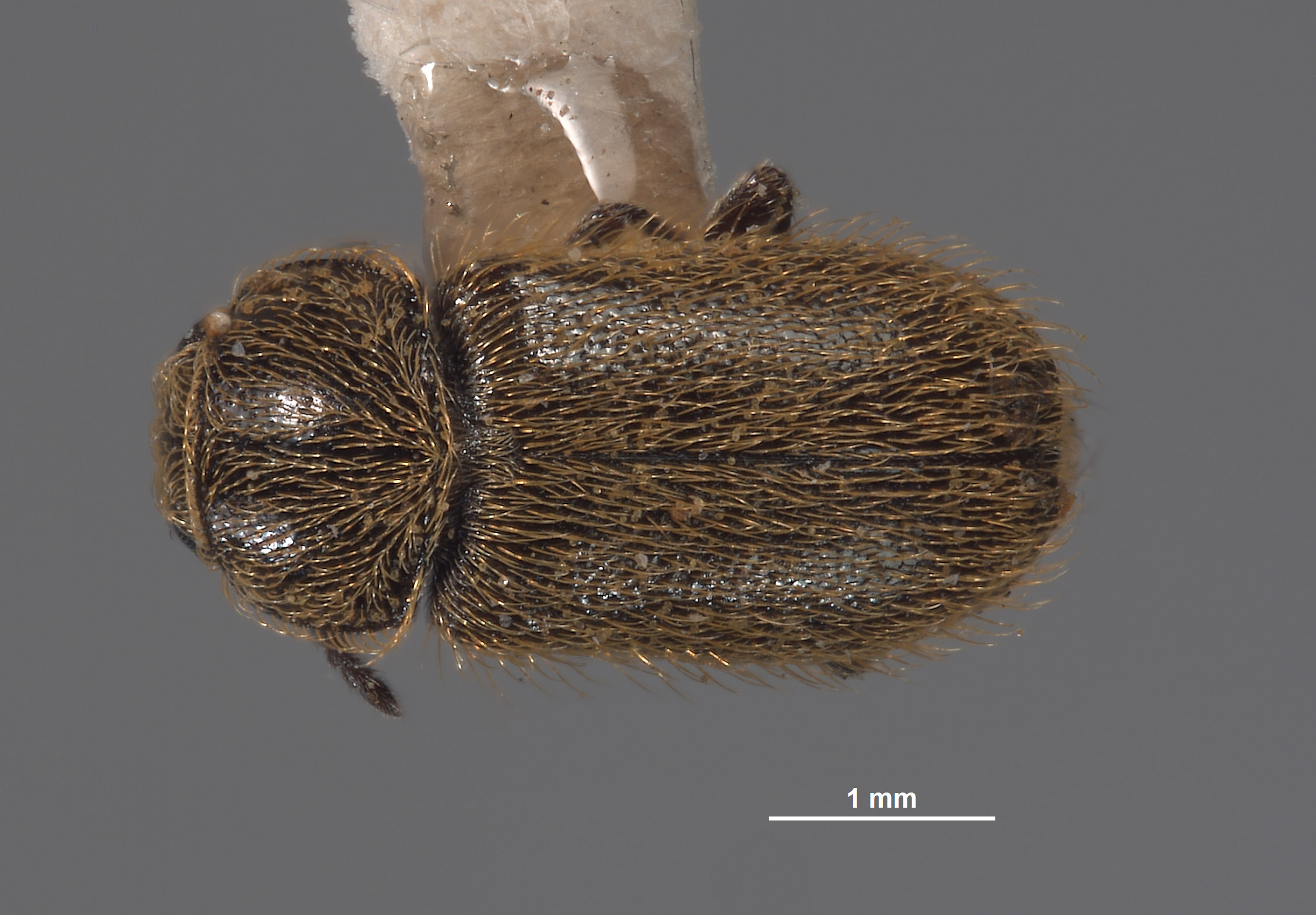 Trichochrous cupripilosa image