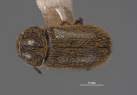 Trichochrous cupripilosa image