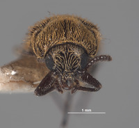 Trichochrous cupripilosa image