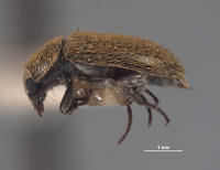 Trichochrous cupripilosa image