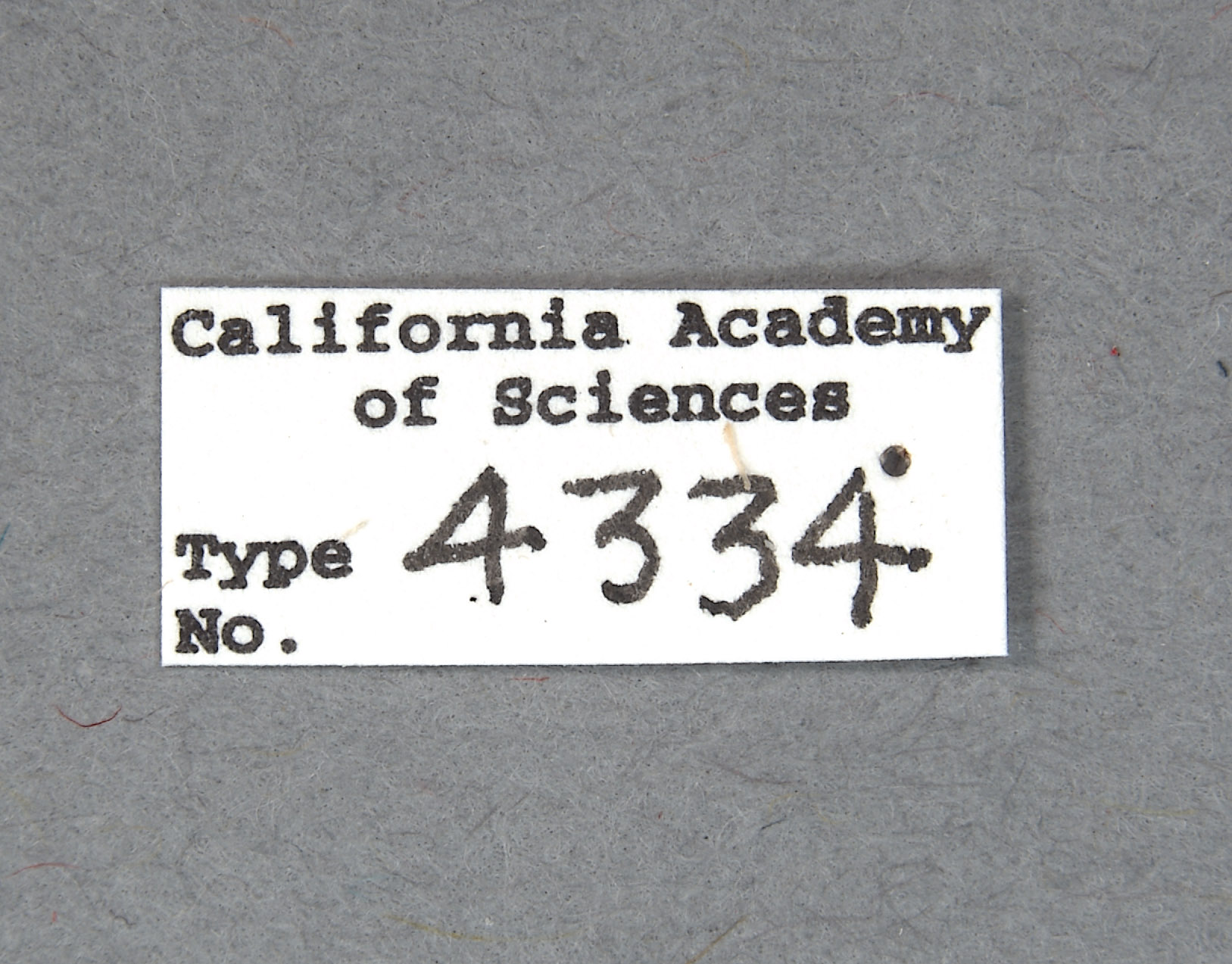 Trichochrous cupripilosa image