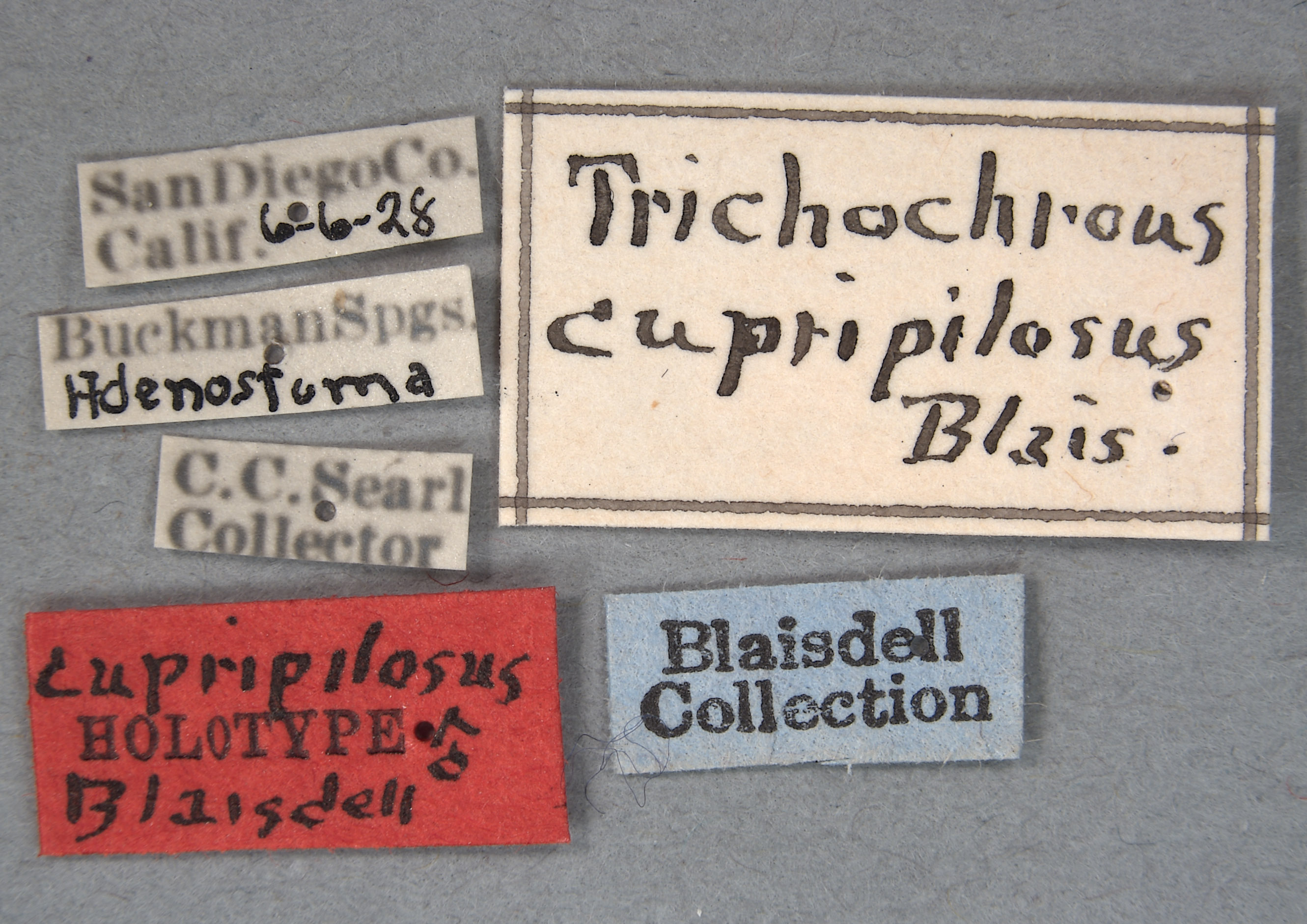 Trichochrous cupripilosa image