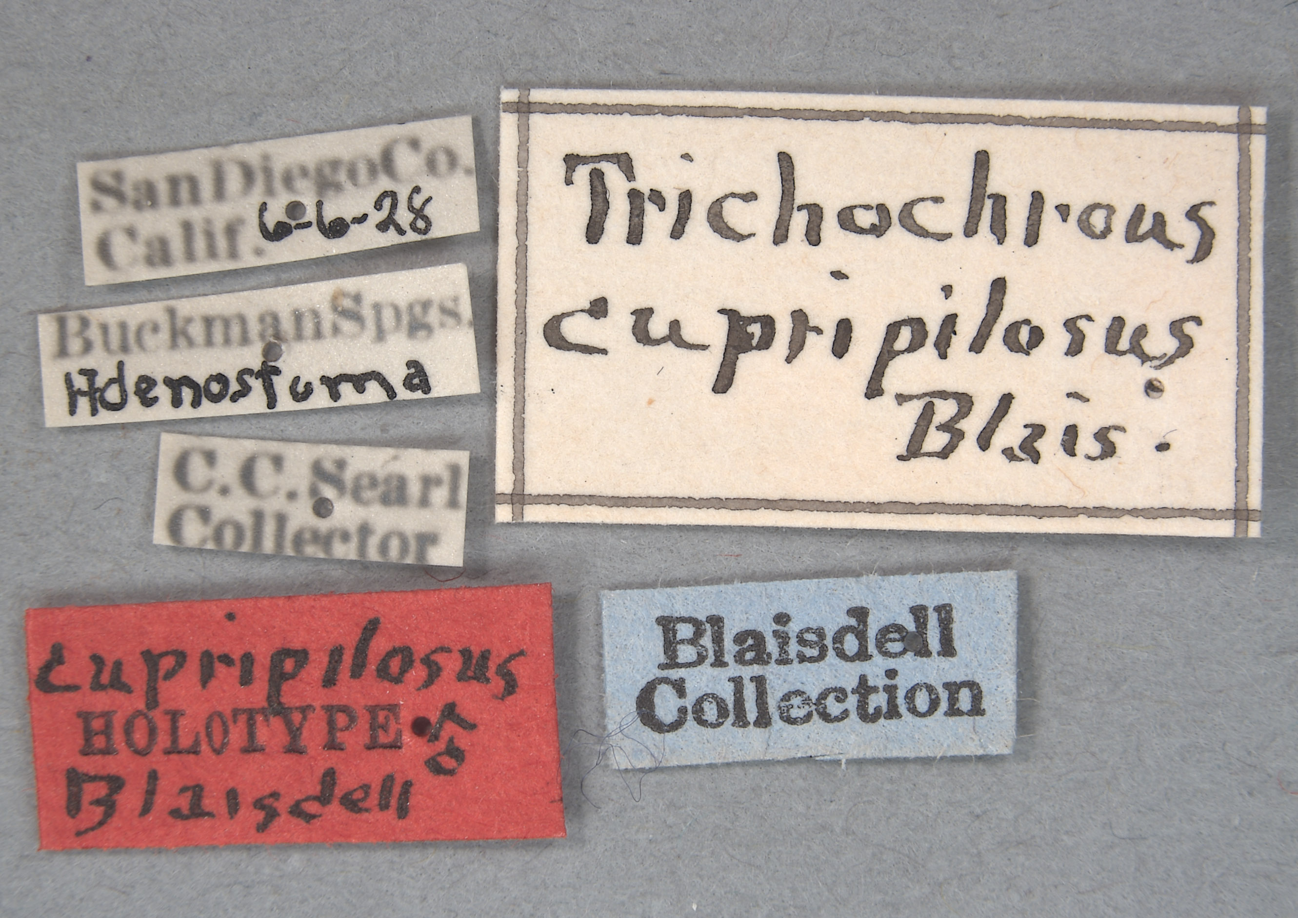 Trichochrous cupripilosa image