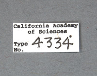 Trichochrous cupripilosa image