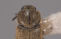 Trichochrous cupripilosa image