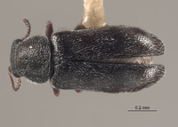 Listrus wyominensis image