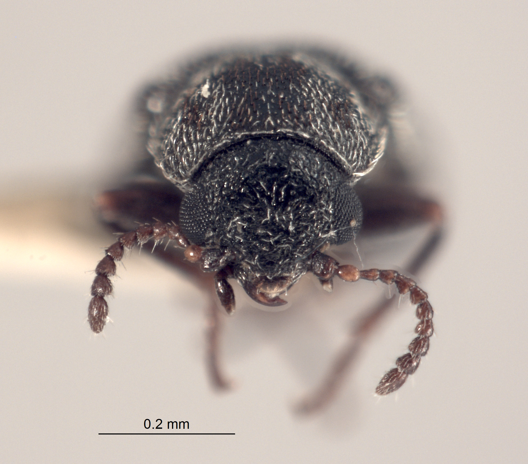 Listrus wyominensis image