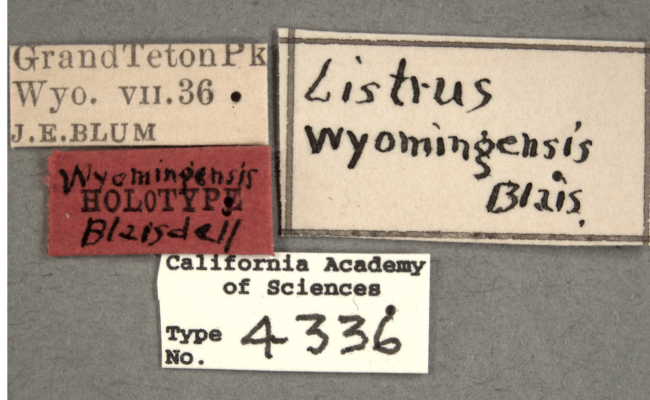 Listrus wyominensis image