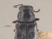 Listrus wyominensis image