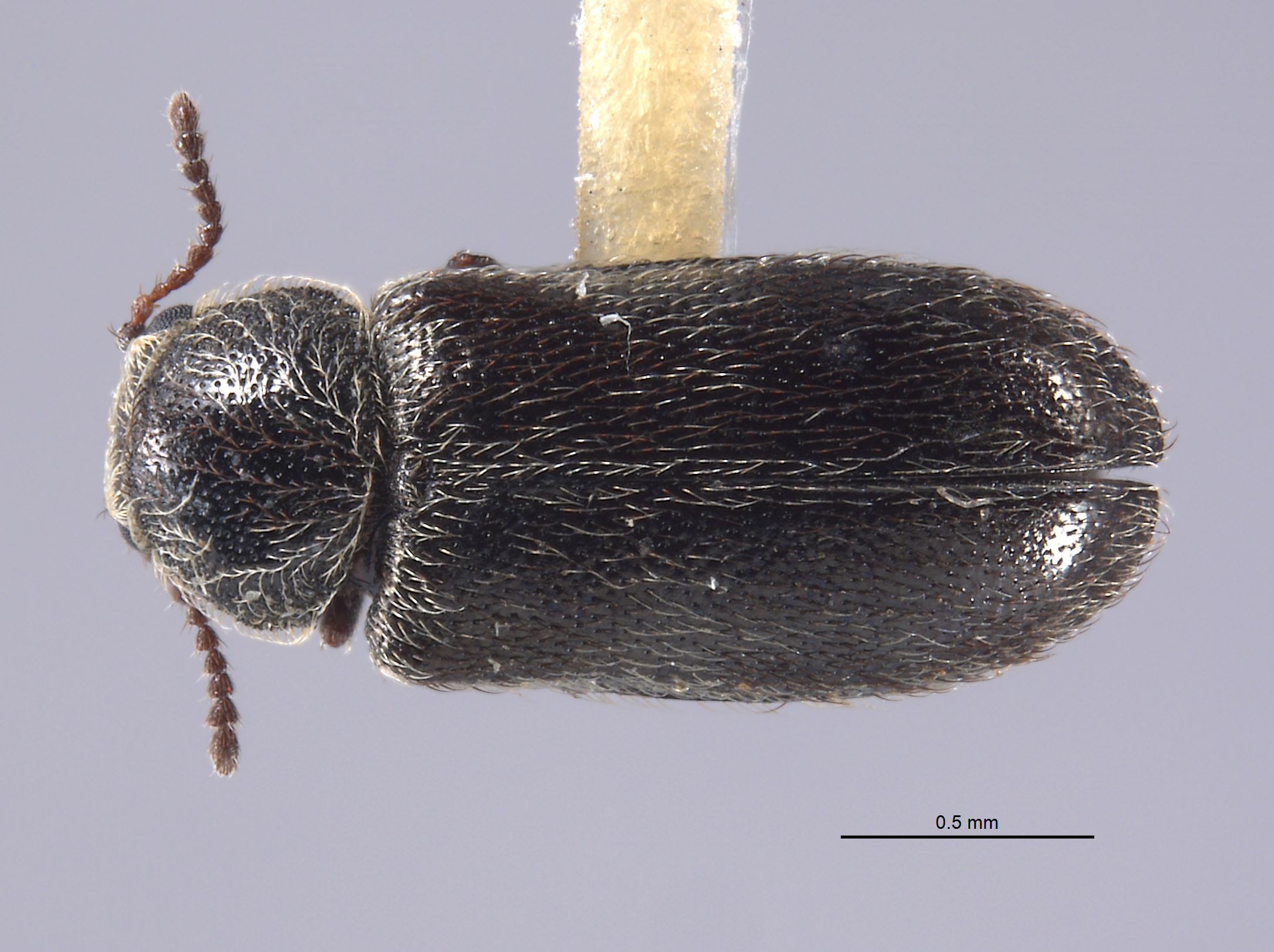 Listrus robustus image