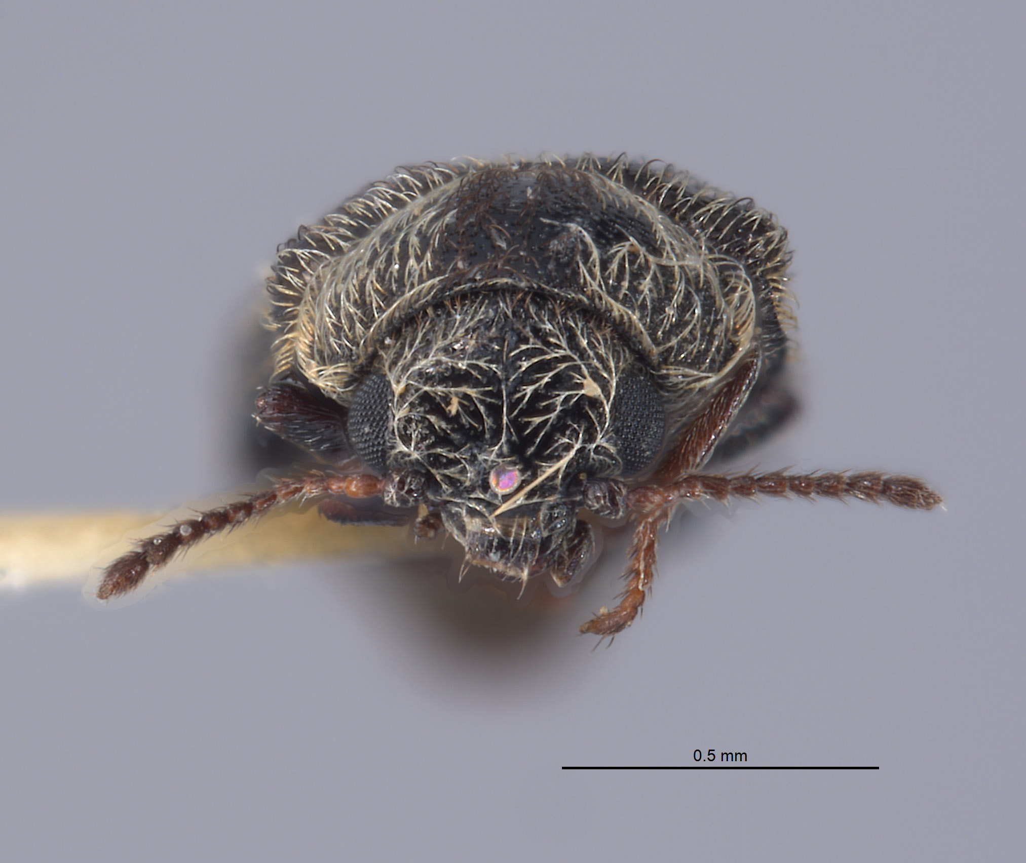 Listrus robustus image