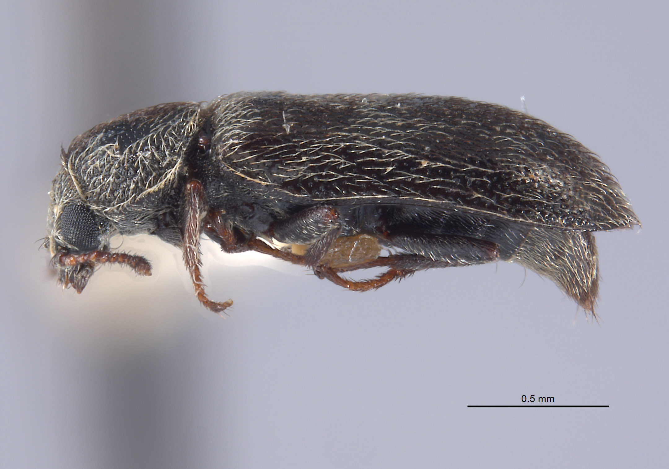 Listrus robustus image