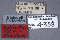 Listrus robustus image