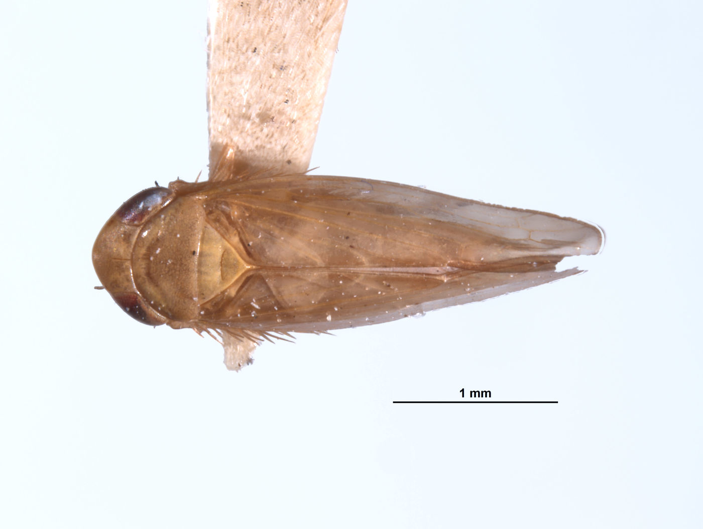 Chlorotettix excultus image