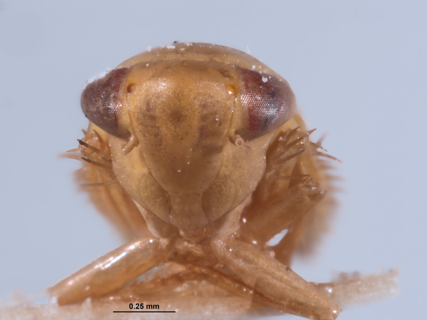 Chlorotettix excultus image