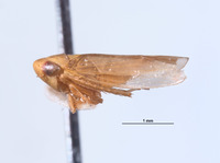 Chlorotettix excultus image