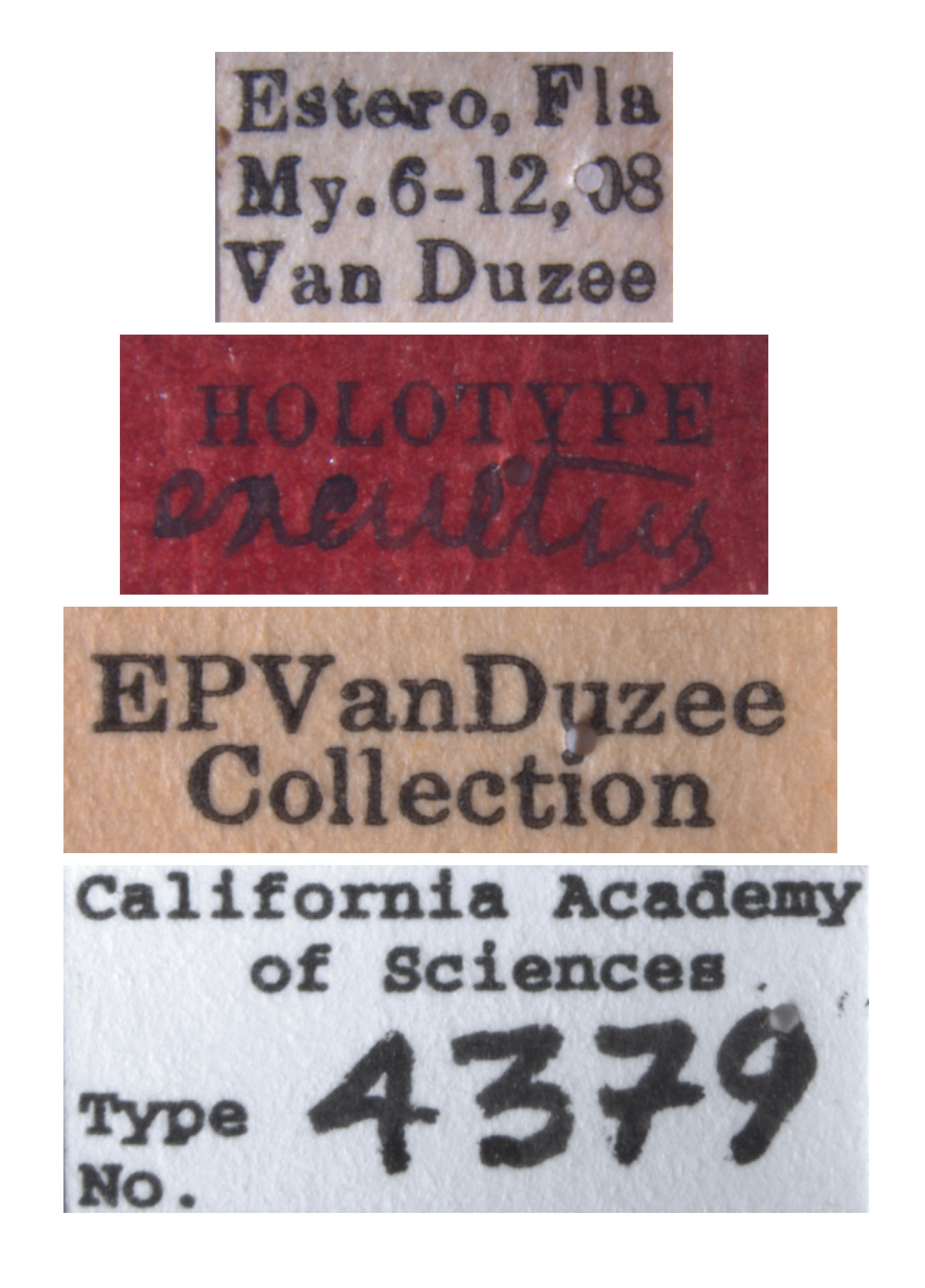 Chlorotettix excultus image