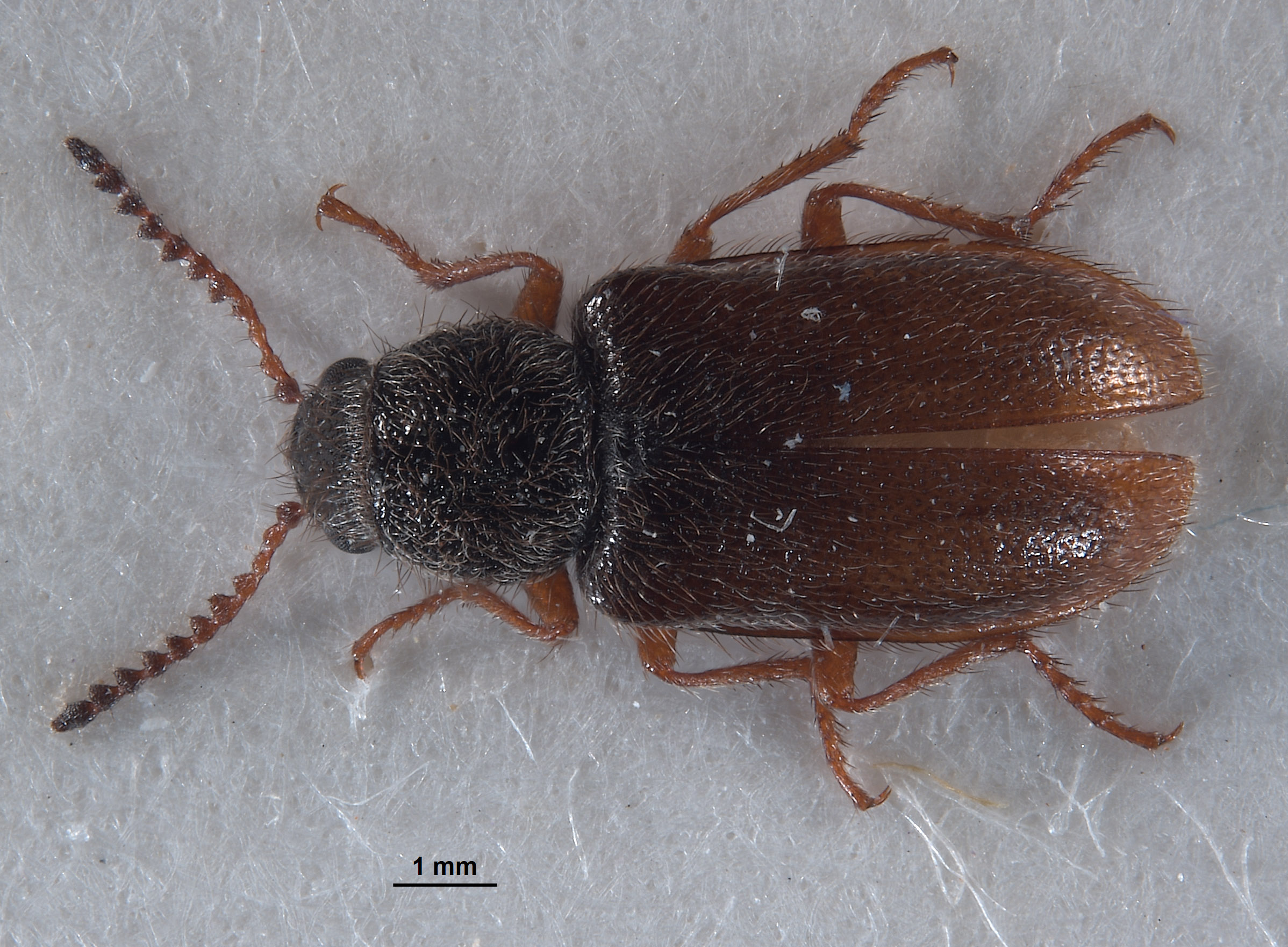 Pseudasydates inyoensis image