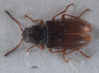 Pseudasydates inyoensis image