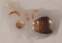 Pseudasydates inyoensis image