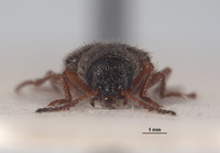 Pseudasydates inyoensis image