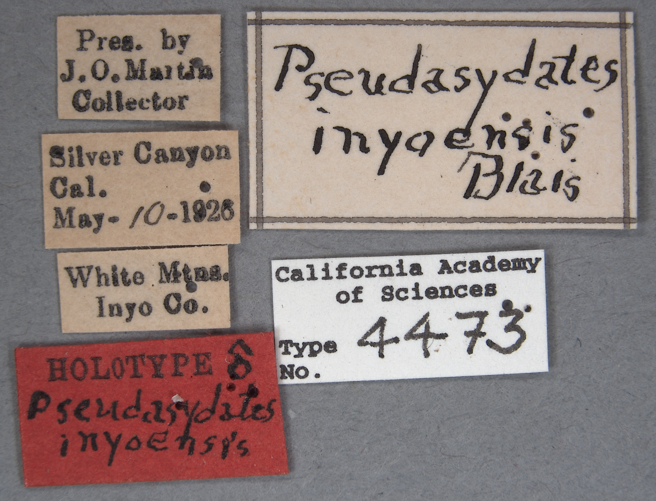 Pseudasydates inyoensis image