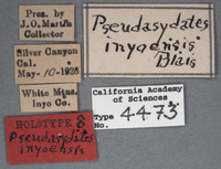 Pseudasydates inyoensis image