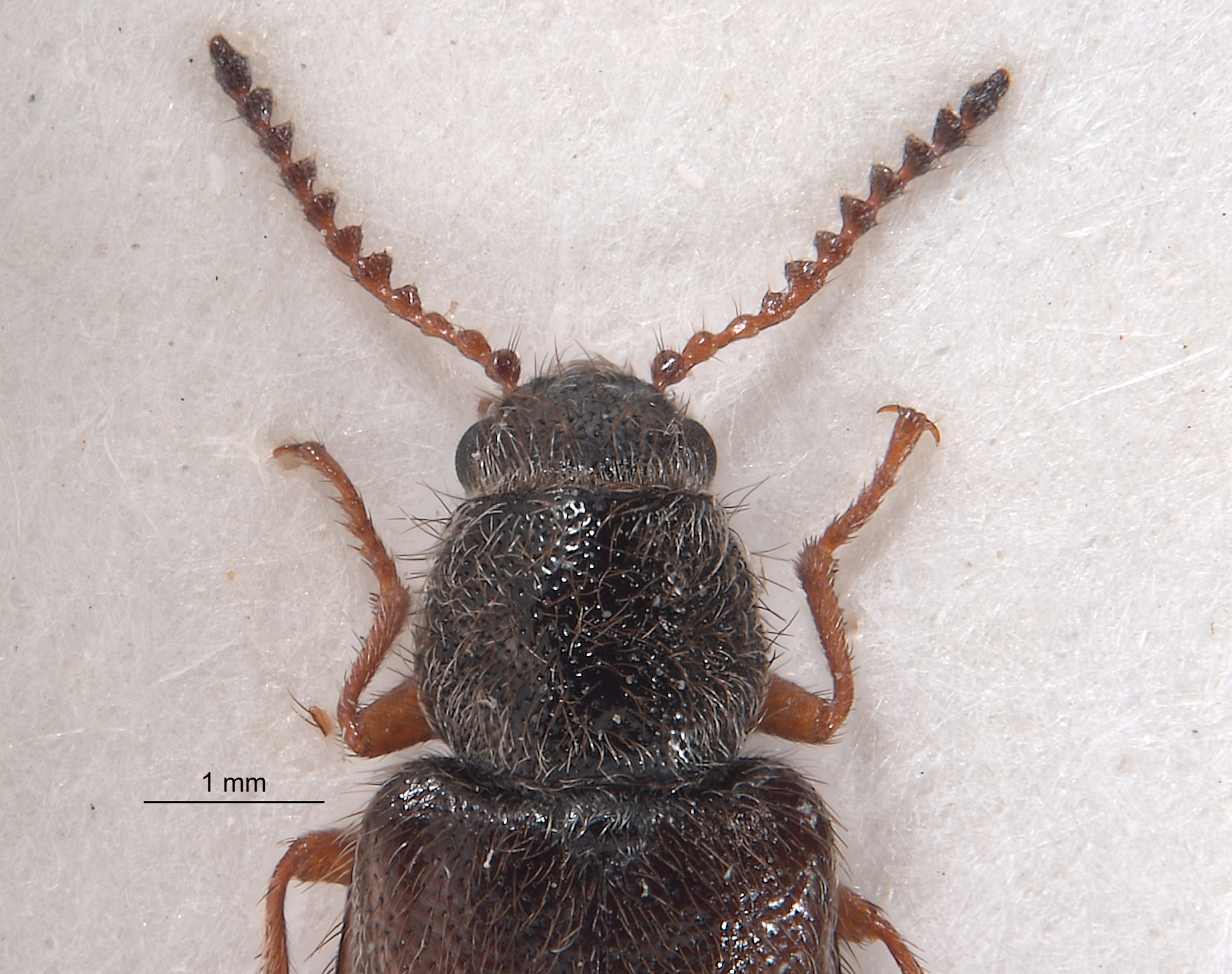 Pseudasydates inyoensis image