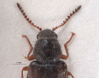 Pseudasydates inyoensis image