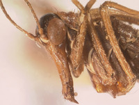 Boreus elegans image