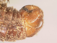 Boreus elegans image