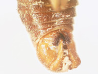 Boreus elegans image