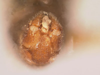 Boreus elegans image