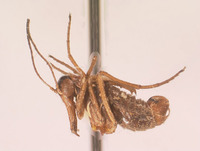 Boreus elegans image