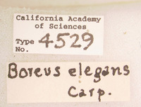 Boreus elegans image