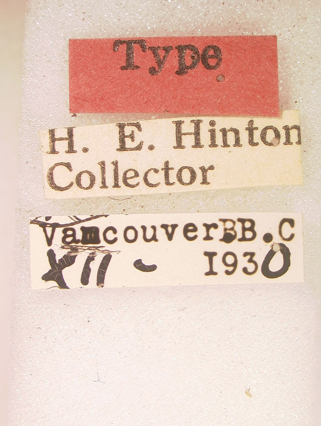 Boreus elegans image