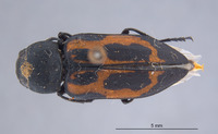 Melanophila notata image