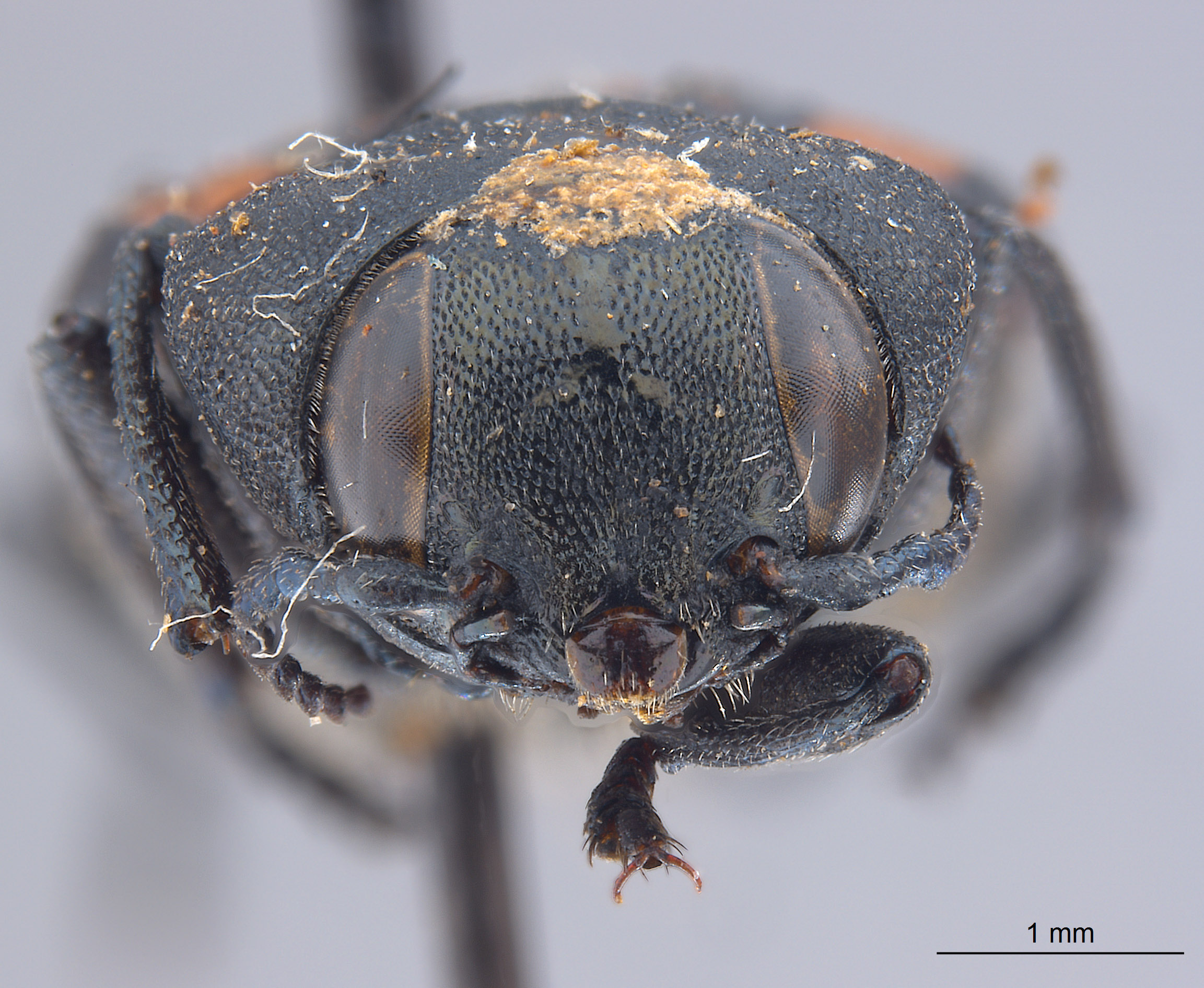 Melanophila notata image